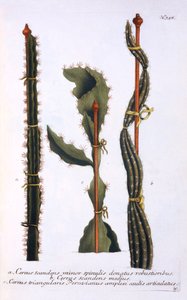 Cereus scandens minor, Cereus scandens medeus e triangularis Peruvianus, de &39;Phytanthoza Iconographia&39;, de Johann Wilhelm Weinmann, publicado c.1737-45 (mezzotint) de Georg Dionysius Ehret